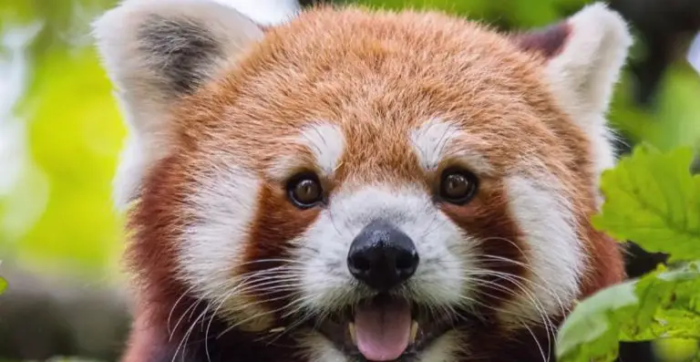 Creative Cool Unique & Cute Red Panda Names