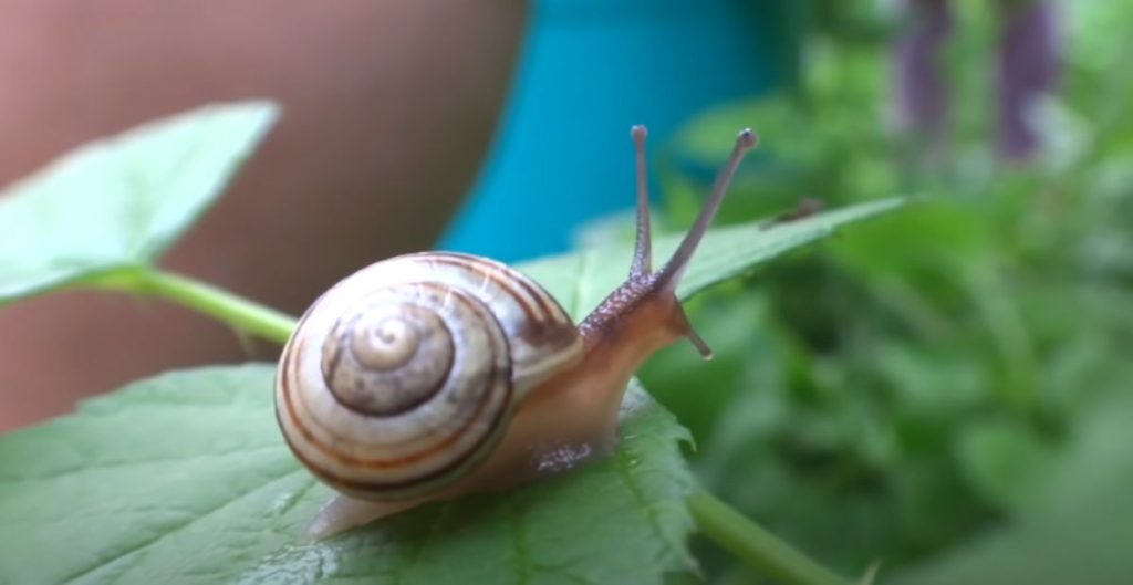 Cool Names For Snails
