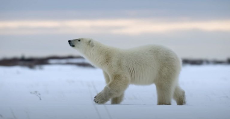 Unique & Creative Polar Bear Names AI Generated