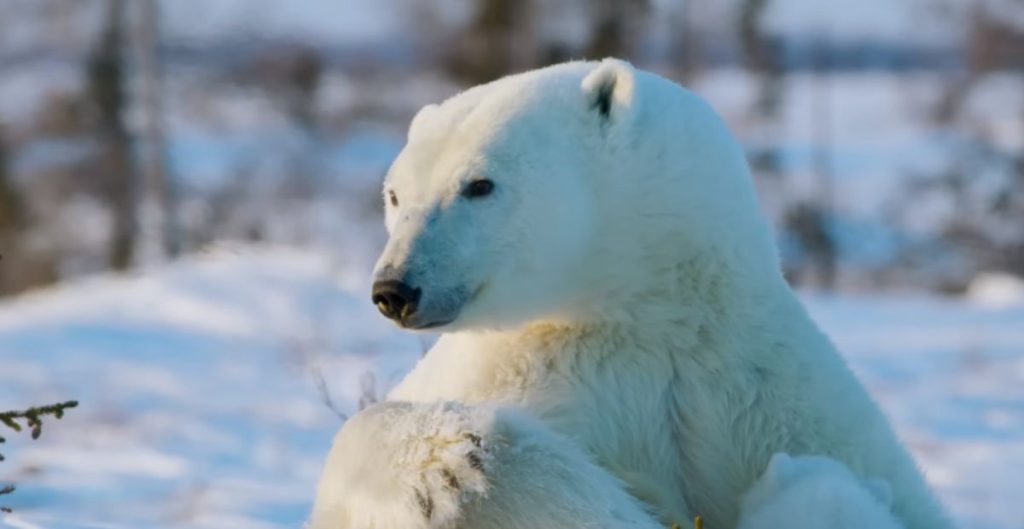 Best Polar Bear Names