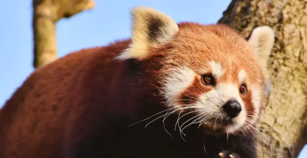 Good Names For Red Pandas