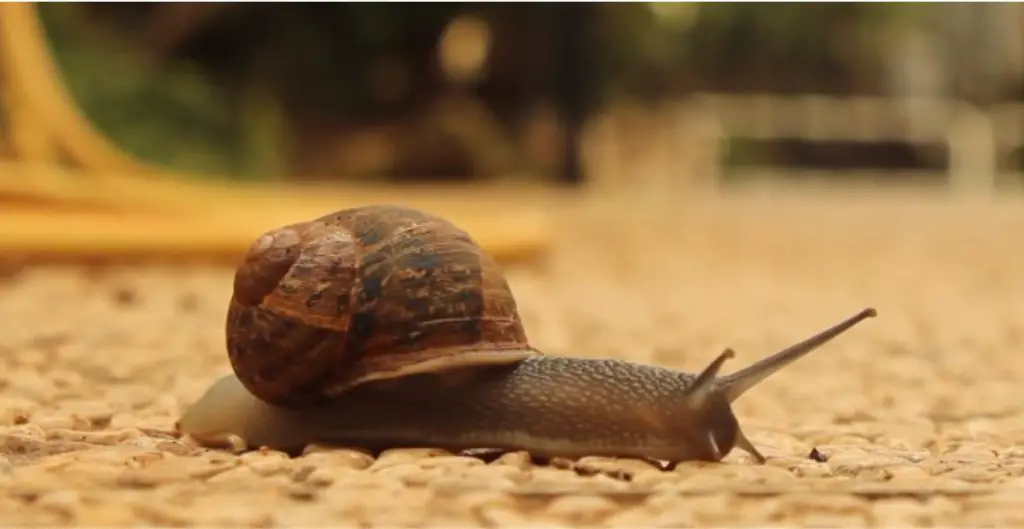 Good Names for Your Favorite Pet Snail