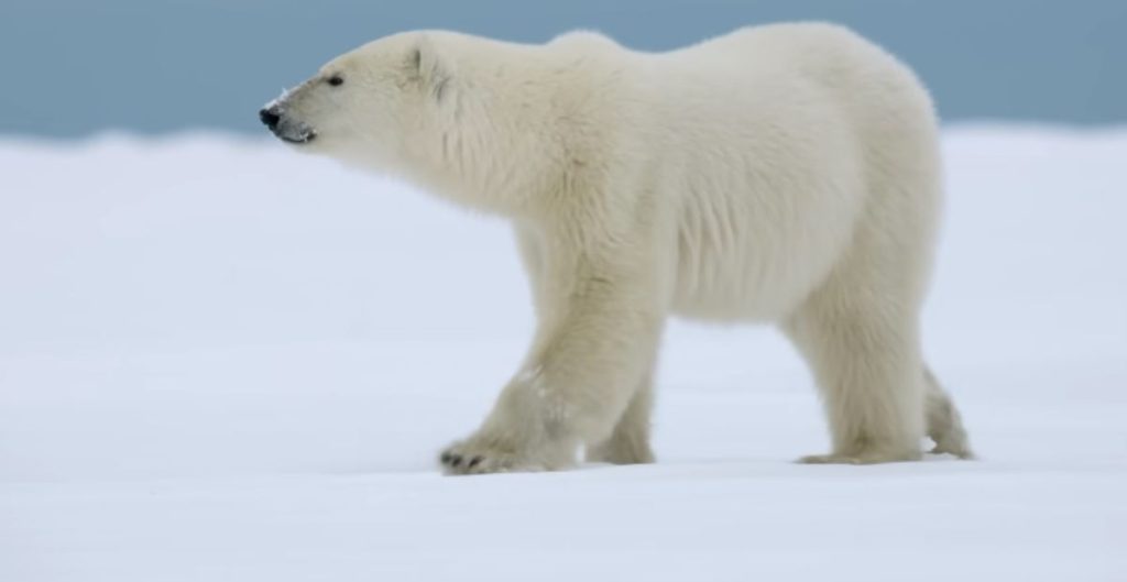Cool Names For Polar Bears: