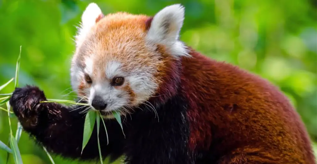 Cool Names For Red Pandas