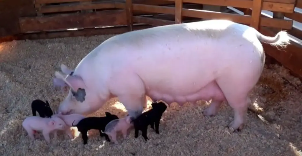 Names for Female Pigs