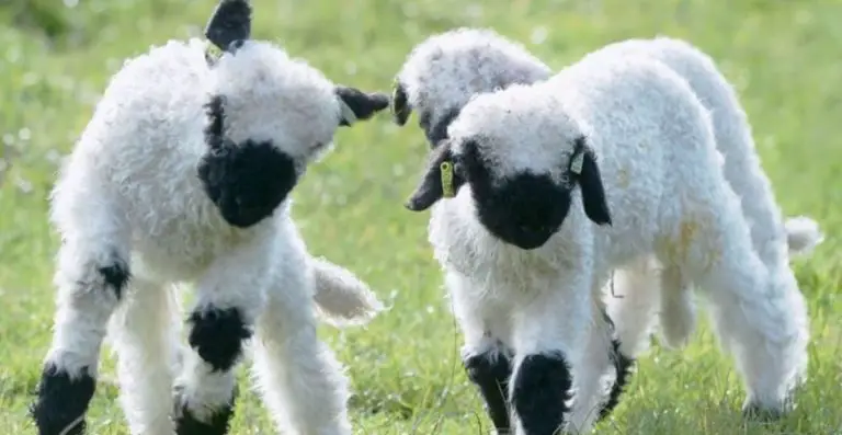 Unique Cool Stylish Lamb and sheep Names
