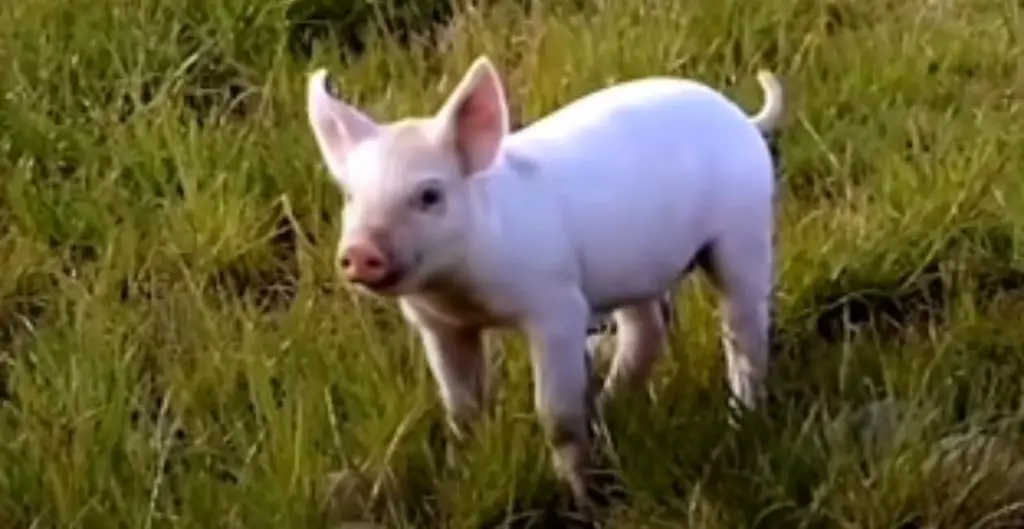 Baby Pig Pet Names