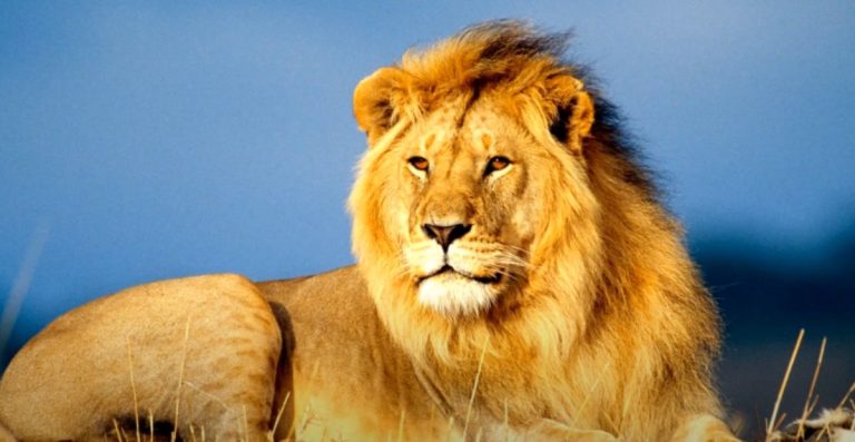 Stylish Unique & Catchy Lion Names for King of Jungle