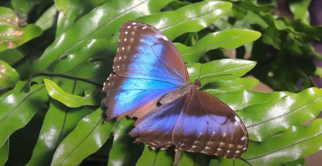 Best Butterfly Names