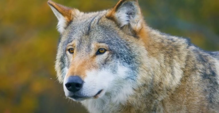 Cool Cute & Stylish Wolf Names for Your Wolfs