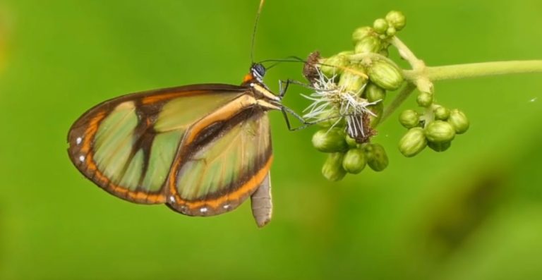 Unique Cute & Beautiful Butterfly Names for Your Pet Butterflies