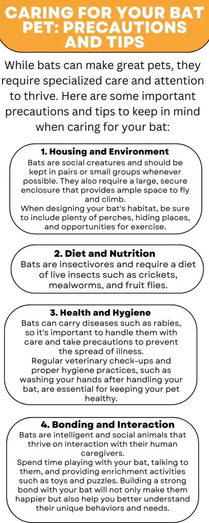 Caring for Your Bat Pet: Precautions and Tips