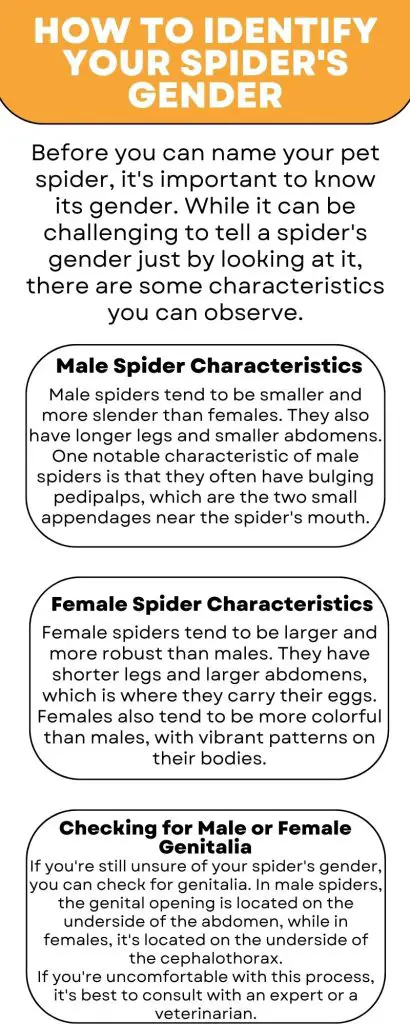 How to Identify Your Spider's Gender