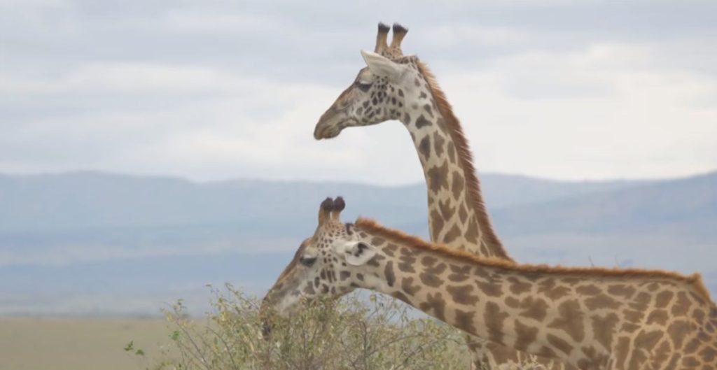 Cool Names for Giraffes
