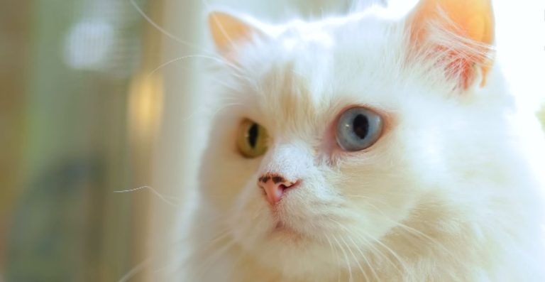 Cute Cool & Unique AI-Generated Unisex Cat Names List