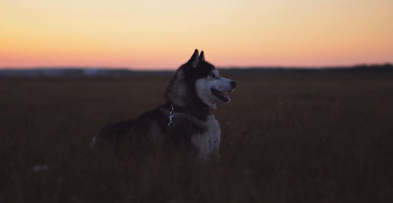 Unique & Cool Badass Dog Names Best AI List