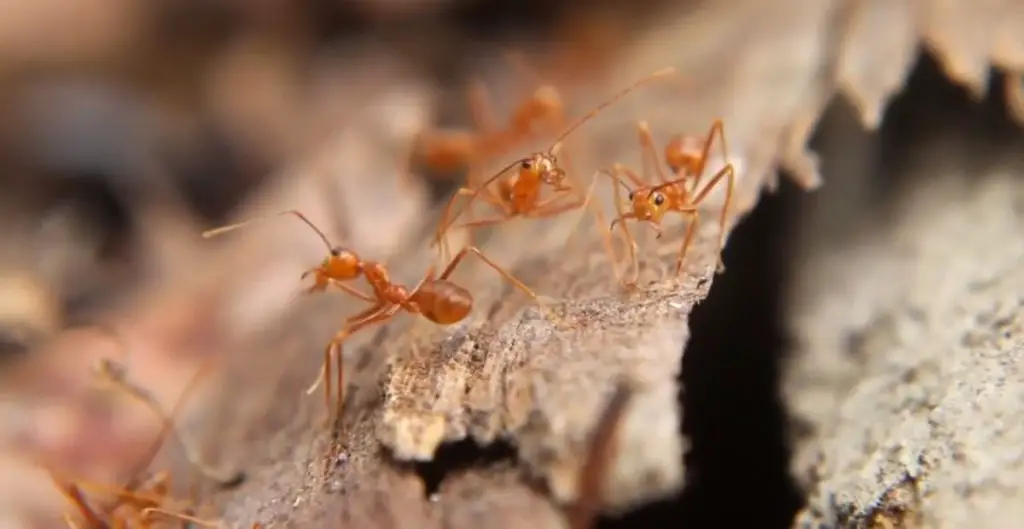Unisex Names For Ants