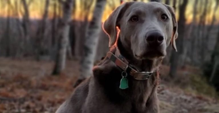 Cute & Unique Silver Dog Names AI Generated List