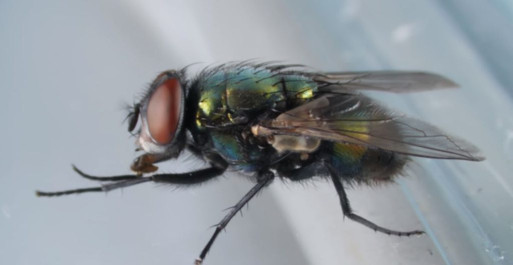 Funny Fly Names