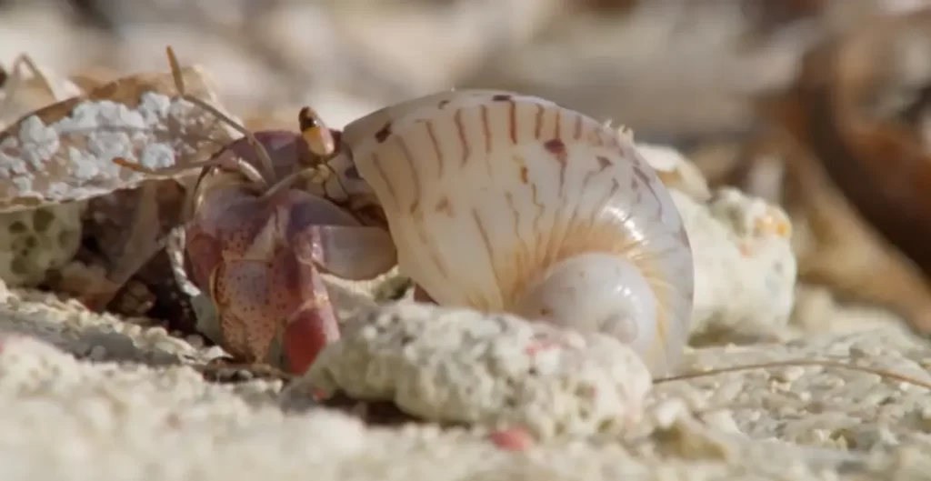 Cute Names For Hermit Crabs