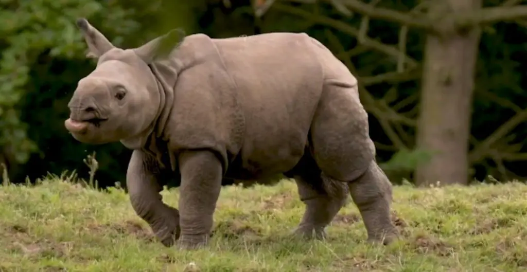 Cute Names For A Rhino