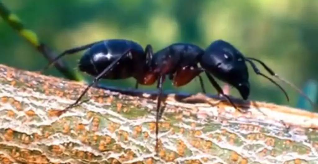 Creepy Ant Name Ideas
