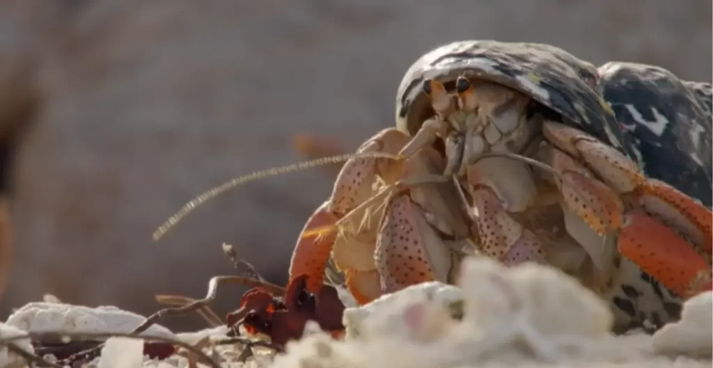 Creative Hermit Crab Names