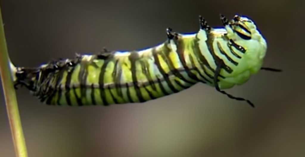 Caterpillar Names