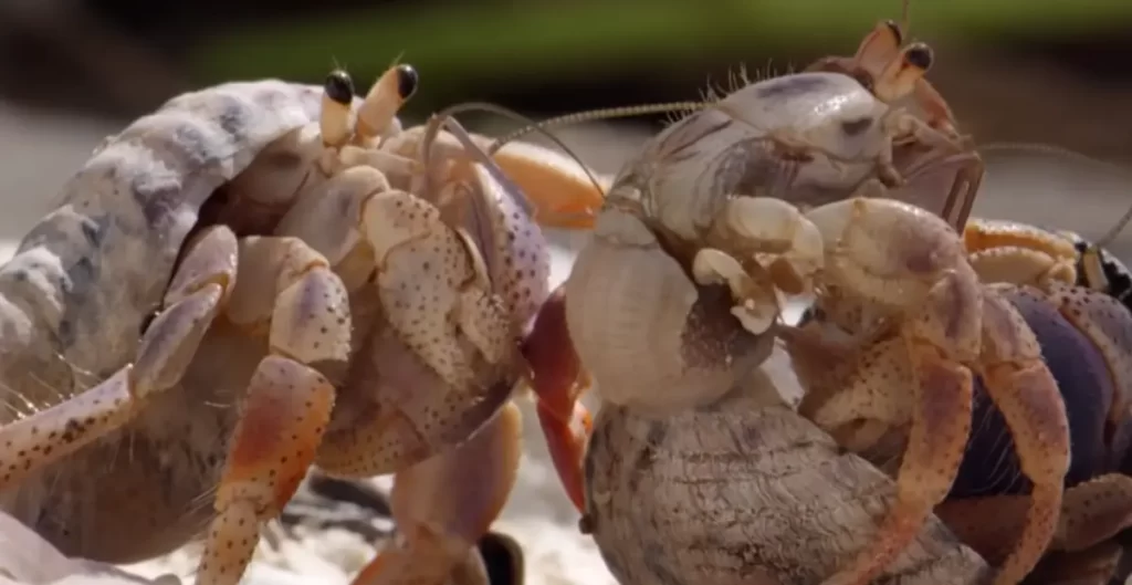 Unique Hermit Crab Names