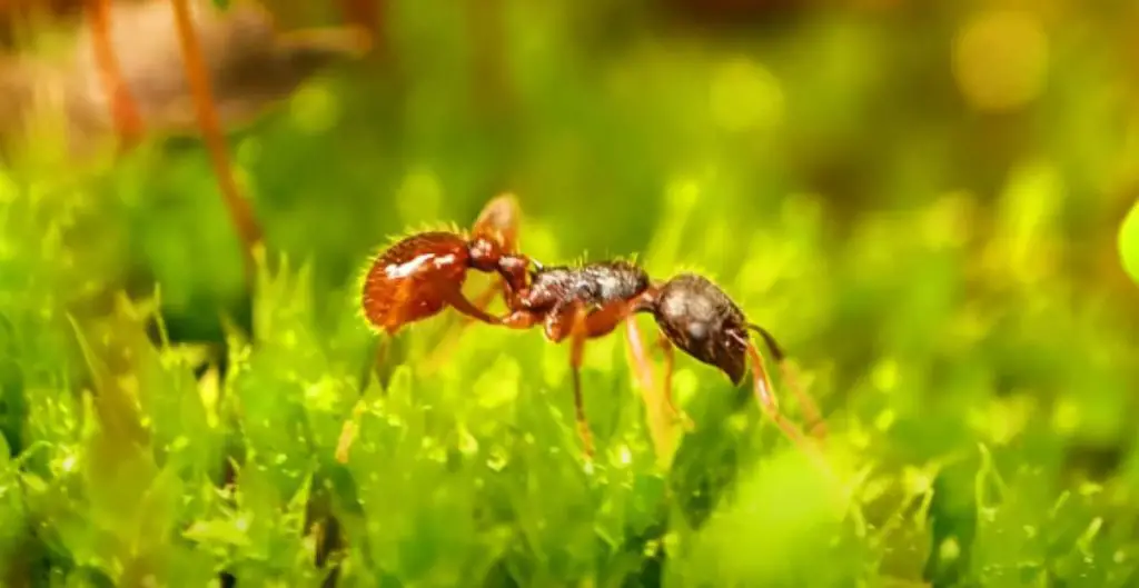 Best Ant Names