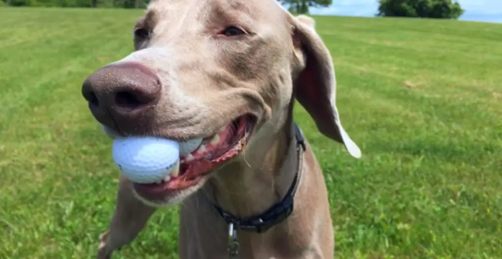 Dog Names Inspired By Top Golf Courses
