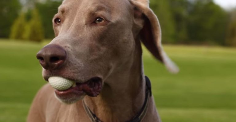 Creative & Swag Golf Dog Names Ideas