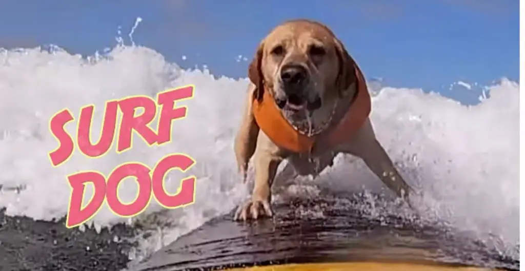 Best Surf Dog Names
