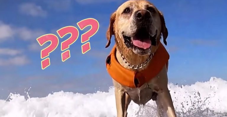 Cool & Creative AI Listed Surf Dog Names Idea