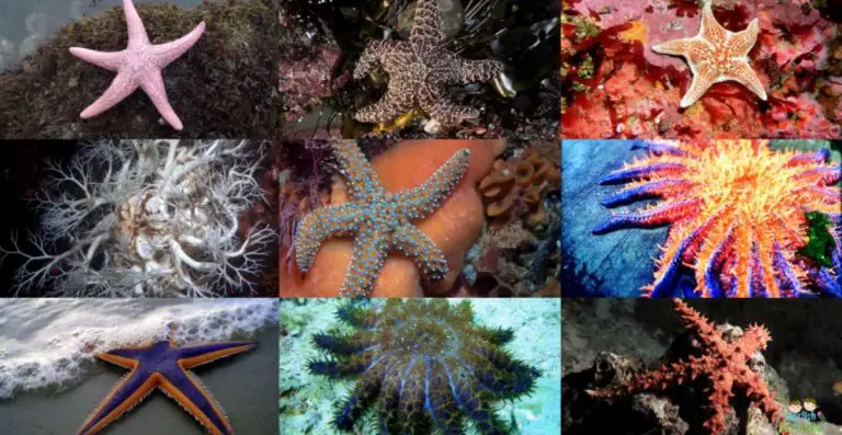 Awesome Cool & Creative Starfish Names AI Listed