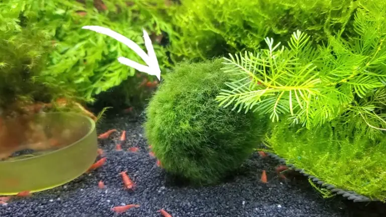 Cool Cute Funny & Unique Moss Ball Names