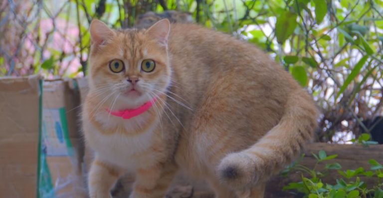 Unique & Creative Cute Spice Names For Cats AI Generated