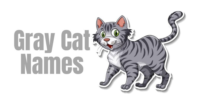 Discover Stylish and Adorable Gray Cat Names for Your Feline Friend