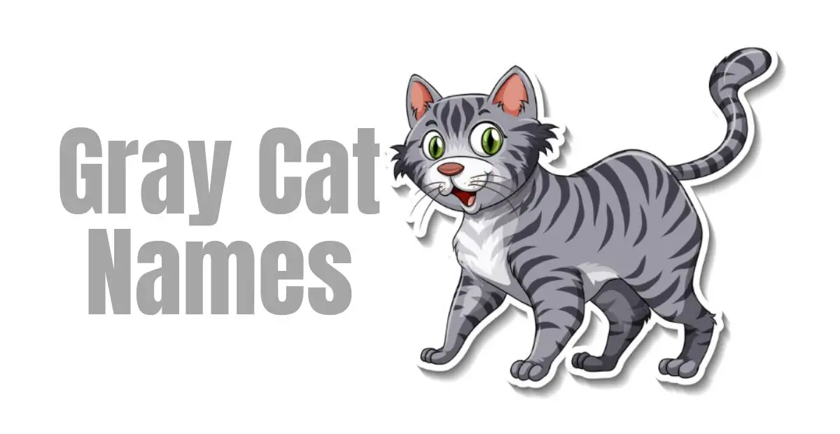 Gray Cat Names