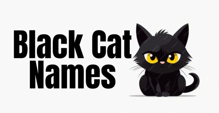 Purrfect Picks: Black Cat Names to Match Their Mysterious Charm!