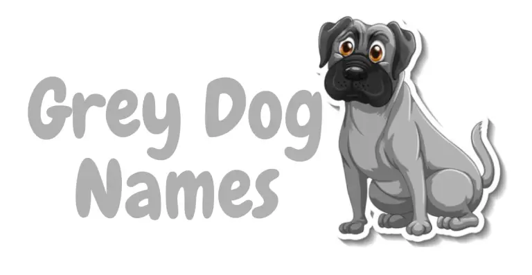 Grey Dog Names: Unique Monikers for Your Elegant Canine Companion