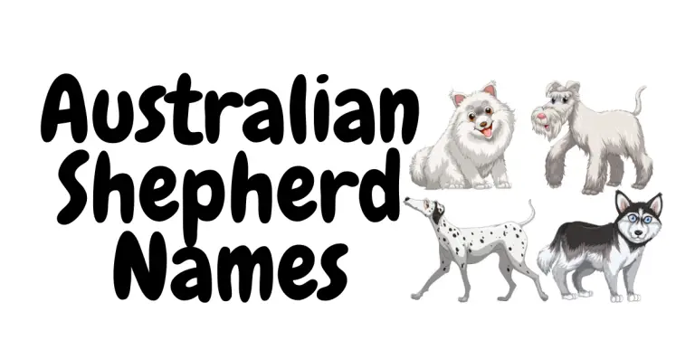 Top Australian Shepherd Names: Unique & Trendy Ideas for Your Aussie Pup