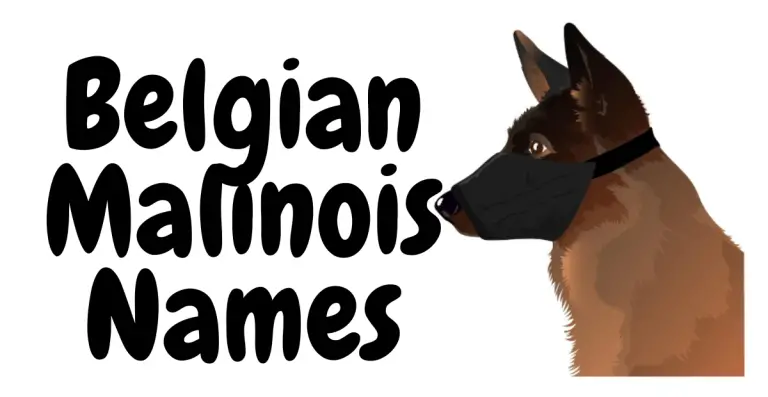Discover the Perfect Belgian Malinois Names: From Traditional to Unique Options