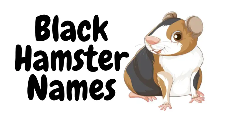 Discover Unique and Memorable Black Hamster Names for Your Furry Friend