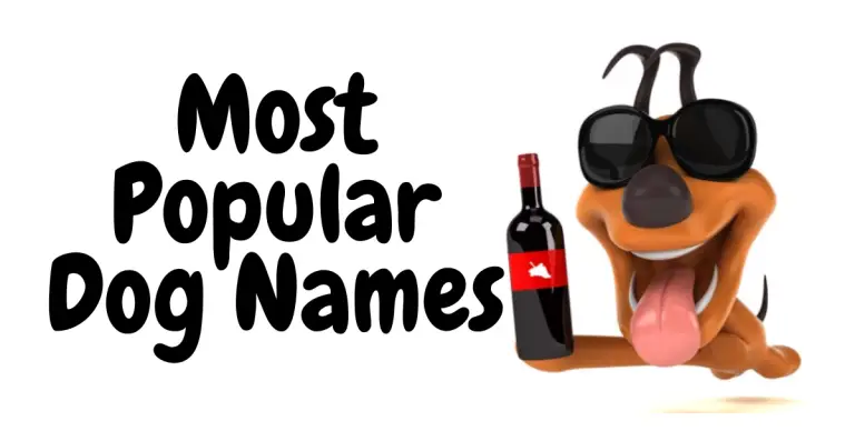 Top Dog: Discover the Most Popular Dog Names