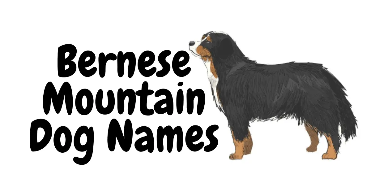 Bernese Mountain Dog Names