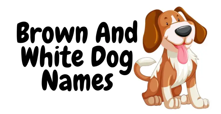 Brown And White Dog Names for Your Adorable Pup