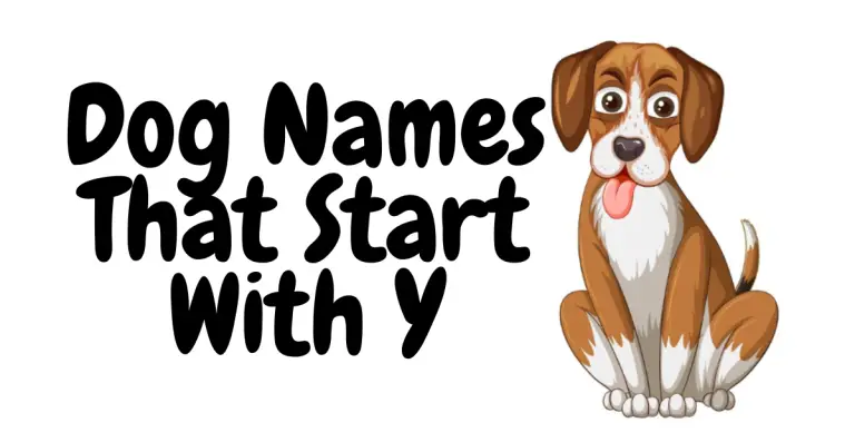 Top Dog Names That Start With Y: Unique and Fun Choices for Your Pup